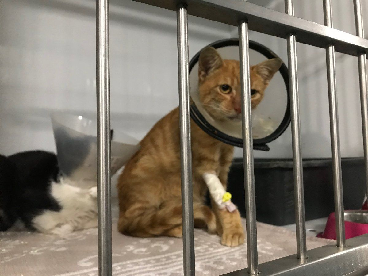 Lüks sitede kedi katliamı! - Sayfa 4