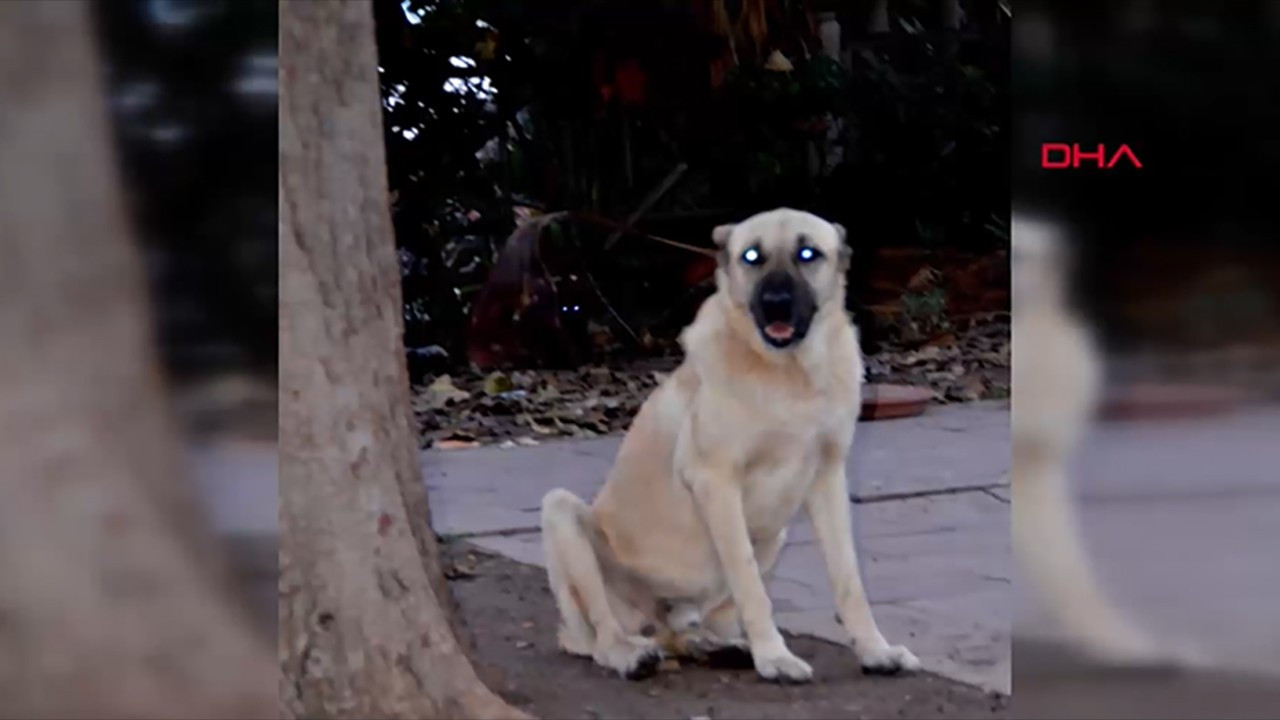 Sokak köpeği, süs köpeğini öldürdü!
