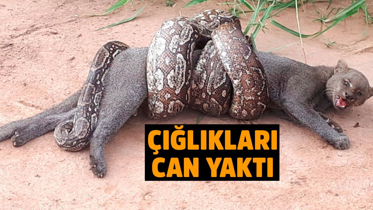 boa yilani dehseti kamerada