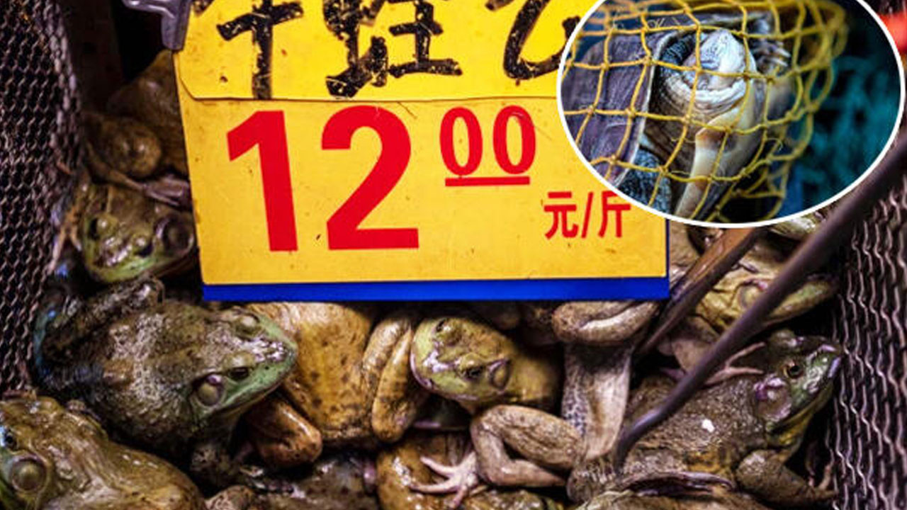 Cin Uslanmiyor Dehset Veren Goruntuler