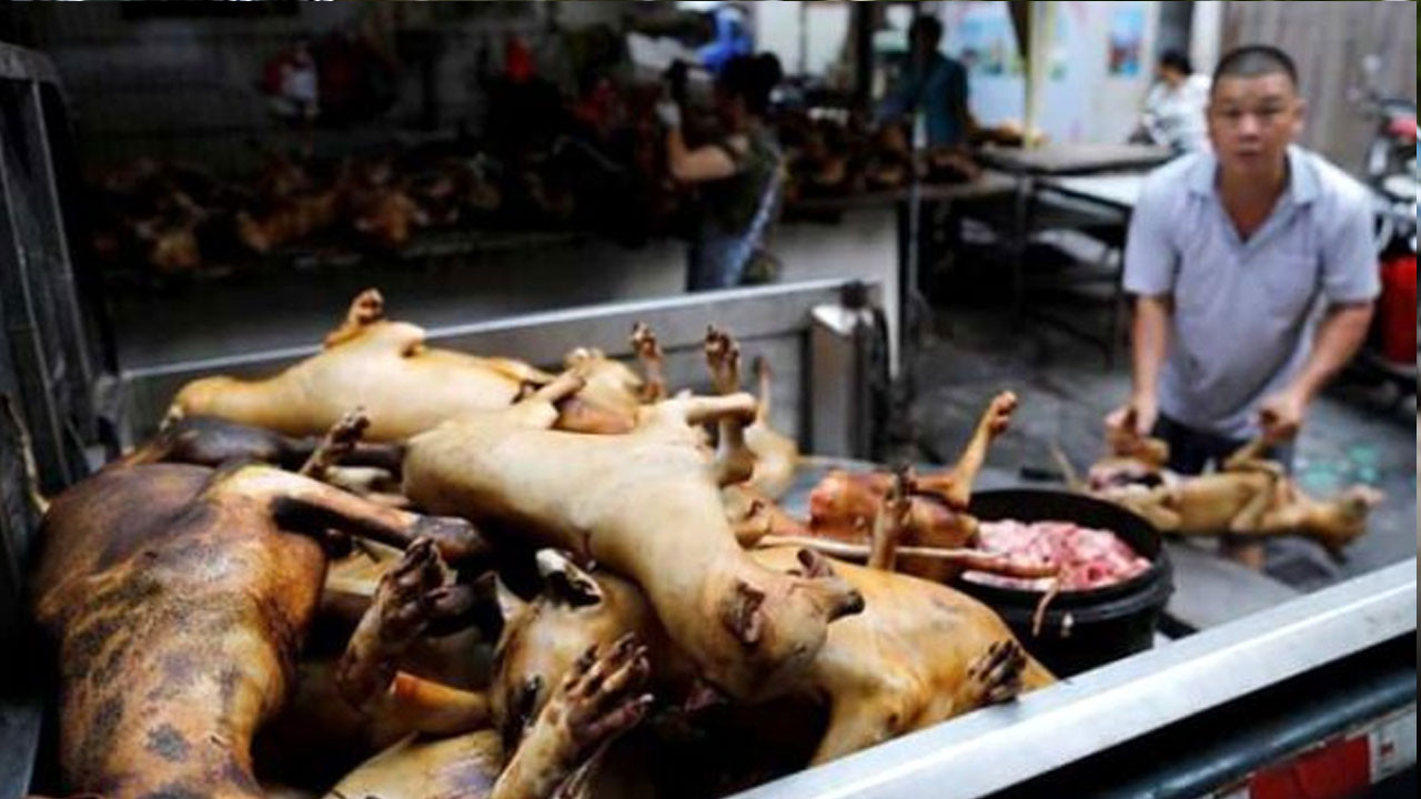 Çinliler akıllanmıyor&hellip; Köpek eti festivali başladı!