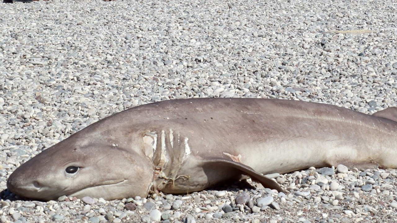 Yer: Antalya... Olta ile avlanan ölü köpek balığı sahile vurdu