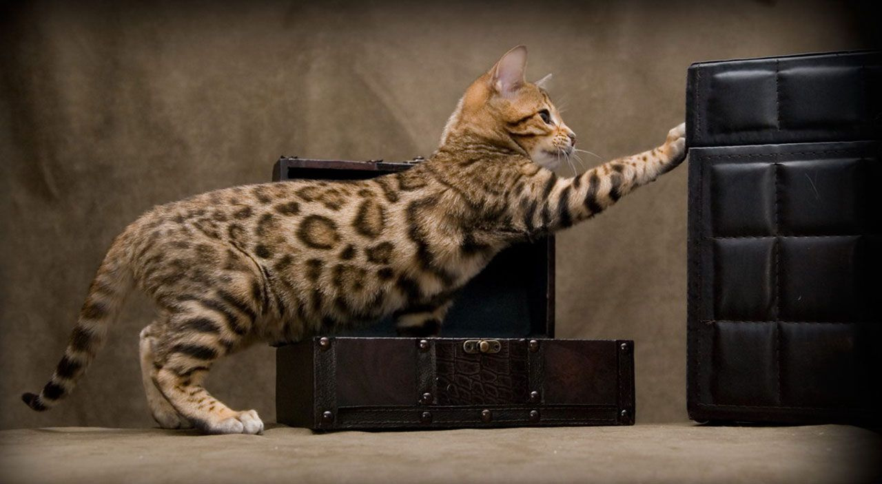 Dünyanın en pahalı kedisi Ashera cinsi kediler 1 milyon liraya satılıyor