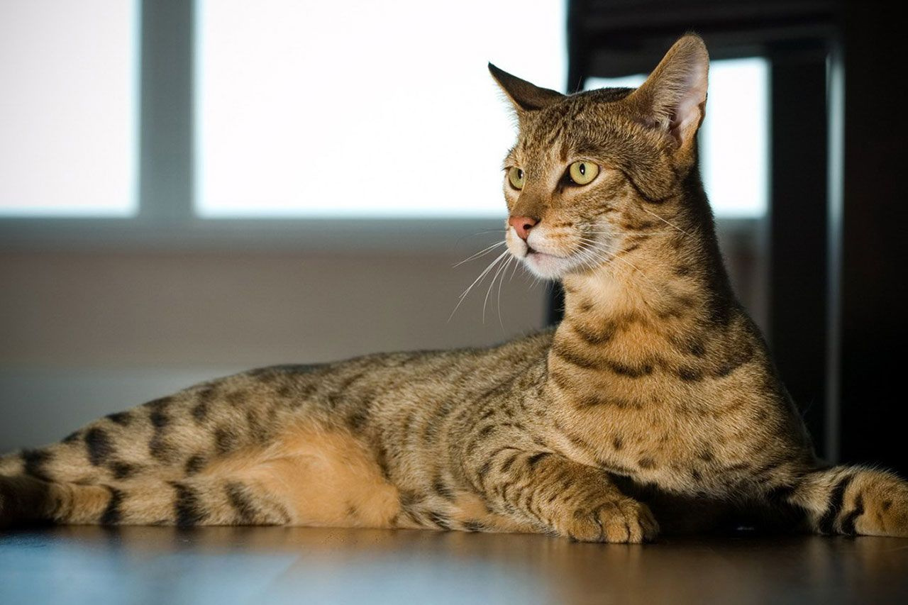 Dünyanın en pahalı kedisi Ashera cinsi kediler 1 milyon liraya satılıyor
