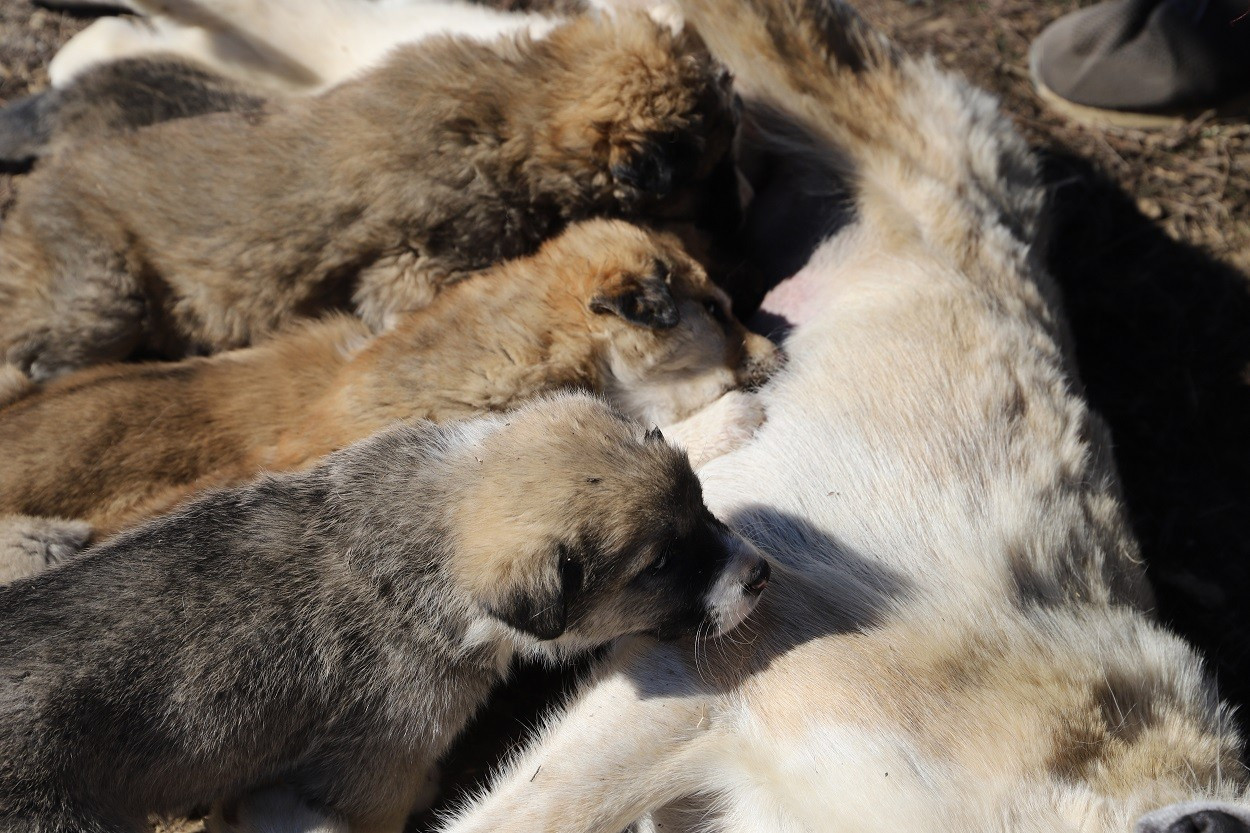 Erzincan�da annesi ölen 7 köpek yavrusunu hayvan barınağındaki başka