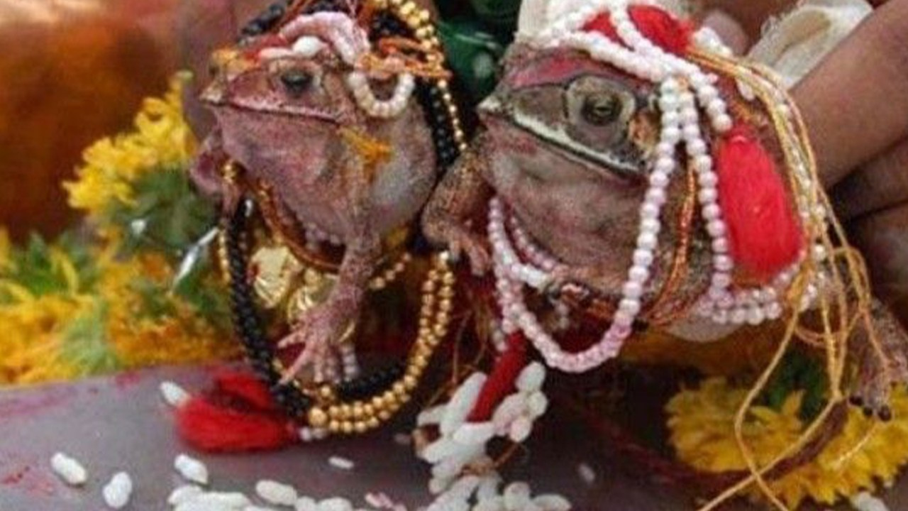 Yağmur için kurbağaları törenle evlendirdi