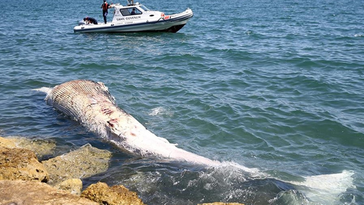 Mersin sahiline oluklu balina vurdu