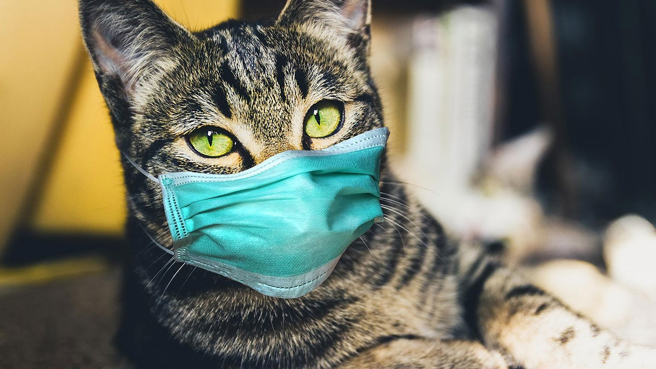 kedi koronavirüs Haberleri