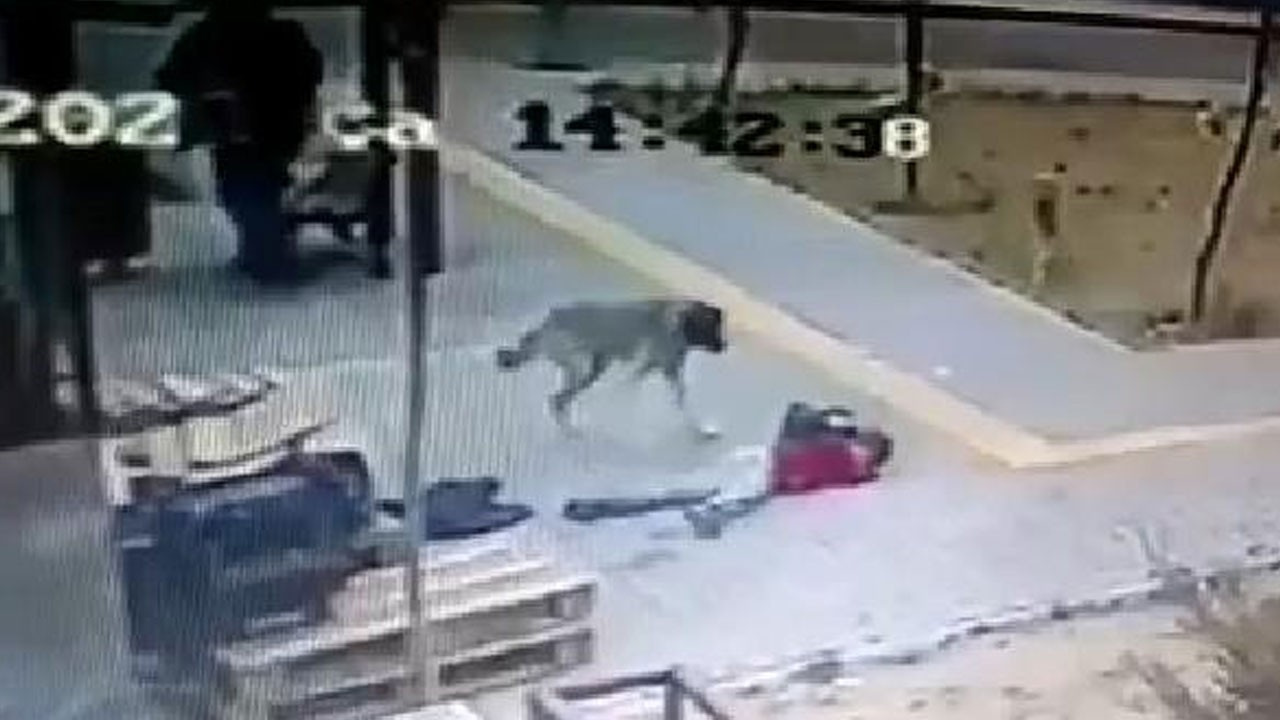 Küçük kıza köpekler saldırdı