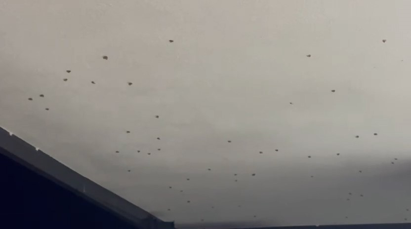 O ilde vampir kelebek istilası! Camları açamıyorlar - Resim : 2